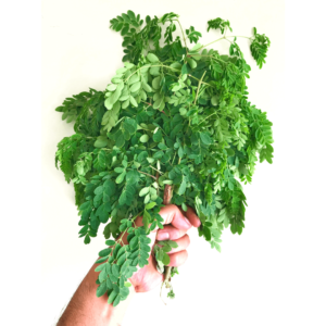 Un bouquet de feuilles de moringa frais