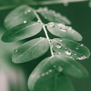 Choisir des feuilles de moringa fraiches pour une consommation plus sûre